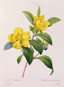 ディレニア・スカンデンズ (カラー彫刻)