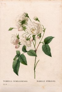 オーリンズ公爵夫人のバラ、ロサ・ガリカ種。ピエール・ジョセフ・ルドゥーテの「Les Roses」（パリ）より、手彩色のスティプル銅版画 作： Pierre Joseph Redouté