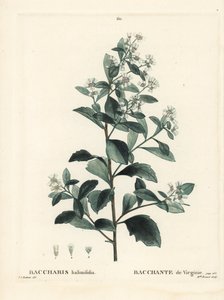 イースタン・バッカリス、グラウゼル・ブッシュ、シーマートル、ソルトブッシュ（Baccharis halimifolia）。パリで出版されたHenri Louis Duhamel du Moncelの『Treat des Arbres et Shrustes』に掲載されたPierre-Joseph Redouteのイラストをもとに、Miss Brenetが描いた手彩色のスティプル・エングレーヴィング。 作： Pierre Joseph Redouté