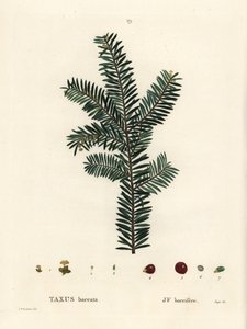 イギリスのイチイの木、またはヨーロッパのイチイ、Taxus baccata。パリのHenri Louis Duhamel du Monceauの『Treat des Arbres et Shrustes』に掲載されたPierre-Joseph Redouteのイラストをもとにした手彩色のスティップル・エングレーヴィング。 作： Pierre Joseph Redouté