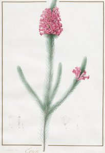 エリカ・フルギダ、1813年。 作： Pierre Joseph Redouté