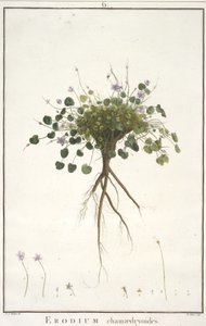 Geraniologiaまたは時間からのデイジーchamaedryoides、PELARGONII、Monsoniae Grielumの歴史的アイコンの例、1787-88（手塗りの彫刻） 作： Pierre Joseph Redouté