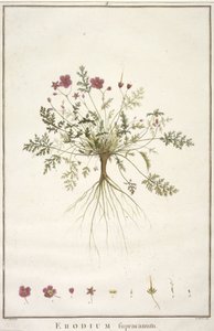 デイジースープラカナム、Geraniologia、または時間、PELARGONII、Monsoniae Grielumの歴史的アイコンの例証、1787-88（手塗りの彫刻） 作： Pierre Joseph Redouté