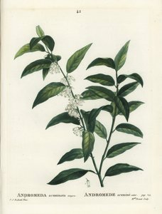 フェッターブッシュ（Andromeda acuminata）。パリのアンリ・ルイ・デュアメル・デュ・モンセルの『樹木と樹皮の扱い』に掲載されたピエール＝ジョセフ・ルドゥーテのイラストをもとに、ブレネ嬢が手彩色のスティプル・エングレーヴィングを施したもの。 作： Pierre Joseph Redouté