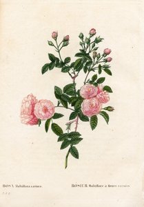 フレッシュピンクのピンクマルチフローラ、Rosa multiflora var.carnea、カルネアの花を持つRosier Multiflora。ピエール・ジョセフ・ルドゥーテの「Les Roses」（パリ）に掲載された手彩色のスティプル銅版画 作： Pierre Joseph Redouté