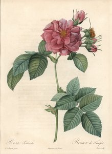 ピエール・ジョセフ・ルドゥーテ（1759-1840）のイラストをもとにした「フランクフルト・ロジエ - オー・フォルテ・ド・ベッサン」（『レ・ローズ』より 作： Pierre Joseph Redouté