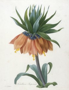 Fritillaire Imperiale、最も美しい花と最も美しい果物の選択、1827年