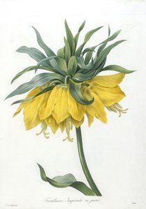 フリテリエール、インペリアーレヴァリエジョーン、Choice Des Plus Belle Fleurs et des Beaux Fruits、1827年（手彩色の点描彫刻）