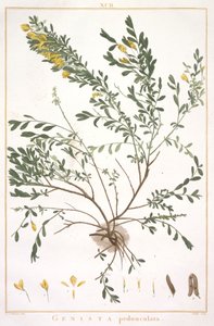 新品またはそれ以下のCognitae、1784年のストリップからのほうきの柄（手彩色の彫刻） 作： Pierre Joseph Redouté