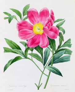 ステムレス リンドウ (カラー彫刻) 作： Pierre Joseph Redouté