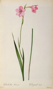 グラジオラスHirsulus、 `Les Liliacees &39;から、1805