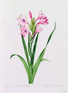 漆のグラユル色（色彫り） 作： Pierre Joseph Redouté