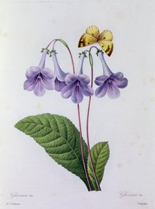 グロキシニア (着色された彫刻) 作： Pierre Joseph Redouté