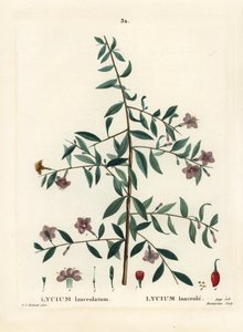 クコの実、Lycium barbarum (Lycium lanceolatum)。パリで出版されたHenri Louis Duhamel du Moncelの『Treat des Arbres et Shrustes』に掲載されたPierre-Joseph Redouteの挿絵をもとに、Du Ruisseauが描いた手彩色のスティプルエングレーヴィング。 作： Pierre Joseph Redouté