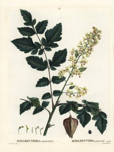 インドが誇るゴールデンレイン・ツリー、チャイナ・ツリー、ワニス・ツリー（Koelreuteria paniculata）。パリで出版されたHenri Louis Duhamel du Monceauの『Treat des Arbres et Shrustes』に掲載されたPierre-Joseph Redouteの挿絵をもとにした手彩色のスティプル・エングレーヴィング。 作： Pierre Joseph Redouté