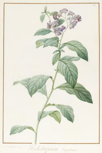 Heliotropium Corymbosurn、1812（ベラム上のグラファイト上のトイレと体の色） 作： Pierre Joseph Redouté