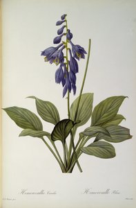 ヘメロカリスCaerulea、 `Les Liliacees &39;、1806年 作： Pierre Joseph Redouté
