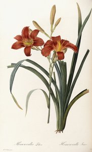 Hemerocallis Fulva-ヘメロカレスフォーブ 作： Pierre Joseph Redouté
