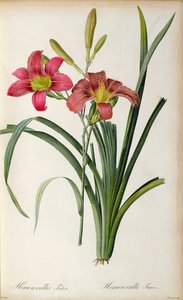 ヘメロカリスフルバ、 `Les Liliacearum、1805 作： Pierre Joseph Redouté