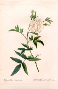 麻の葉をつけた白バラ（Rosa alba var. cannabifolia）。ピエール・ジョセフ・ルドゥーテの「Les Roses」（パリ）より、手彩色のスティプル銅版画 作： Pierre Joseph Redouté