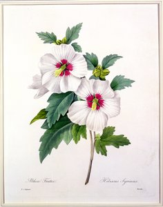 1827年の「Choix des Plus Belles Fleurs」からベッサンによって刻まれたハイビスカスシリアリアス