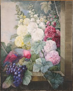 タチアオイ、ブドウ、オウム、1836 年。 作： Pierre Joseph Redouté