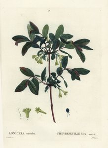 ハニーベリー、ハスカップベリー、ブルーベリーハニーサックル、またはスイートベリーハニーサックル、Lonicera caerulea。アンリ・ルイ・デュアメル・デュ・モンセルの『樹木と花の物語』に掲載されたピエール＝ジョセフ・ルドゥーテの挿絵をもとに、ブレネ嬢が手彩色で描いたもの。 作： Pierre Joseph Redouté