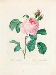 「最も美しい花と最も美しい果実の選択」、Vol。私、1827-33