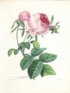 「最も美しい花と最も美しい果実の選択」、Vol。私、1827-33