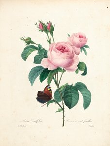 最も美しい花と最も美しい果物の選択、Vol。私、1827-33