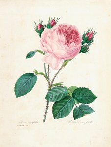 「最も美しい花と最も美しい果実の選択」、Vol。私、1827-33