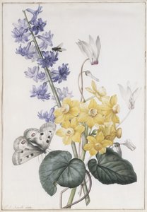 ヒヤシンス、シクラメン、ナルシシ 作： Pierre Joseph Redouté