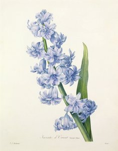 1827年の「Choix des Plus Belles Fleurs」からビクターによって彫刻されたヒヤシンスオリエンタリス（一般的なヒヤシンス）