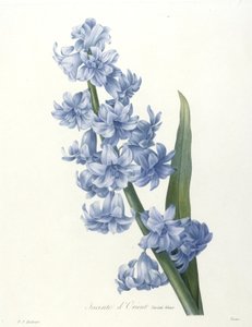 Jacinte dOrient、青の品種、Choice Des Plus Belle Fleurs et des Beaux Fruits、1827年（手彩色の点描彫刻）