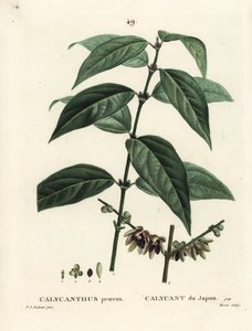 日本のオールスパイス、Chimonanthus praecox（Calycanthus praecox）。パリのHenri Louis Duhamel du Moncelの『Treat des Arbres et Shrustes』に掲載されたPierre-Joseph Redouteの挿絵をもとにMoretが描いた手彩色のスティプル・エングレーヴィング。