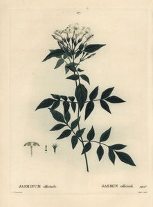 ジャスミン（Jasminum officinale）。パリで出版されたHenri Louis Duhamel du Moncelの『Treat des Arbres et Shrustes』に掲載されたPierre-Joseph Redouteの挿絵をもとにMoretが描いた手彩色のスティプルエングレーヴィング。 作： Pierre Joseph Redouté