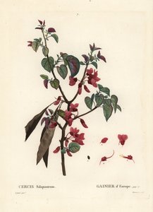 ユダの木、Cercis siliquastrum。パリで出版されたHenri Louis Duhamel du Moncelの『Treat des Trees et Shrustes』に掲載されたPierre-Joseph Redouteの挿絵をもとにTassaertが描いた手彩色のスティプル・エングレーヴィング。