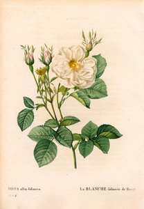 フルーリーの葉のような白いバラ、ロサ・アルバの品種、la blanc foliaceee de Fleury。ピエール・ジョセフ・ルドゥーテの「Les Roses」（パリ）より、手彩色のスティプル銅版画 作： Pierre Joseph Redouté