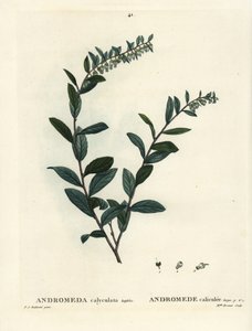 レザーリーフ、Chamaedaphne calyculata（Andromeda calyculata）。パリで出版されたHenri Louis Duhamel du Moncelの『Treat des Arbres et Shrustes』に掲載されたPierre-Joseph Redouteのイラストをもとに、Miss Brenetが手彩色のスティプル・エングレーヴィングを施したもの。