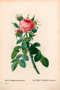 レリエの四季咲きのバラ、La Quatre Saisons Lelieur、Rosa damascena var.bifera。ピエール・ジョセフ・ルドゥーテの「パリの薔薇」に掲載された手彩色のスティプル銅版画 作： Pierre Joseph Redouté