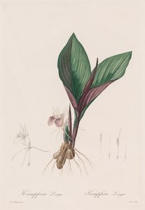 Les Liliacées: ケンフェリア・ロンガ 作： Pierre Joseph Redouté