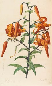 ライラック、1804-1815。 作： Pierre Joseph Redouté