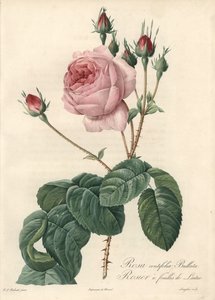 レタスの葉のバラ - Pierre Joseph Redoute (1759-1840) が描いたイラストをもとにした Eau forte de Langlois（『Les Roses』より）。 作： Pierre Joseph Redouté