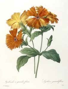 チョイスデプラスベルフルールスデボーフルーツ、1827年からの大輪花ミミズLychnus grandiflora（手彩色の点刻彫刻）