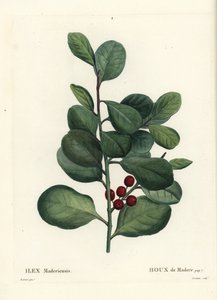 マデイラ諸島のヒイラギ、Ilex perado (Holly de Madere, Ilex maderiensis)。パリで出版されたHenri Louis Duhamel du Moncelの『Treat des Arbres et Shrustes』に掲載されたPierre-Joseph Redouteの挿絵をもとにCasenaveが描いた手彩色のスティプル・エングレーヴィング。