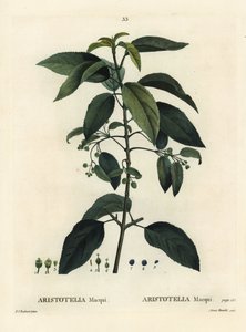 マキ（チリ産ワインベリー）、Aristotelia chilensis（Aristotelia macqui）。パリで出版されたHenri Louis Duhamel du Moncelの『Treat des Arbres et Shrustes』に掲載されたPierre-Joseph RedouteのイラストをもとにAimeeが描いた手彩色のスティプル・エングレーヴィング。 作： Pierre Joseph Redouté