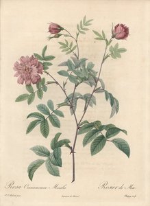 ピエール・ジョセフ・ルドゥーテ（1759-1840）が描いたイラスト、「Les Roses」からの抜粋。 作： Pierre Joseph Redouté