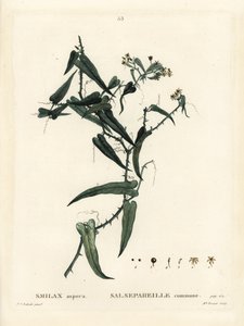 地中海のスマイラックス（Smilax aspera）。パリで出版されたHenri Louis Duhamel du Moncelの『Treat des Arbres et Shrustes』に掲載されたPierre-Joseph Redouteのイラストをもとに、Miss Brenetが手彩色で描いたスティップル・エングレーヴィング。 作： Pierre Joseph Redouté