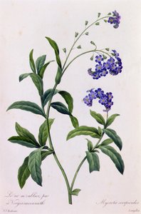 Myosotis Scorpiodes (着色された彫刻) 作： Pierre Joseph Redouté