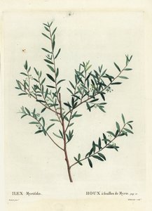 マートル・ホーリーまたはマートル・ダフーン（Ilex myrtifolia）。パリで出版されたHenri Louis Duhamel du Moncelの『Treat des Arbres et Shrustes』に掲載されたPierre-Joseph Redouteの挿絵をもとにDelaneauxが描いた手彩色のスティプル・エングレーヴィング。 作： Pierre Joseph Redouté